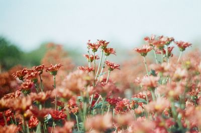 Close-up of flowering plants on field