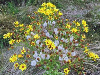 Close-up of yellow flowers