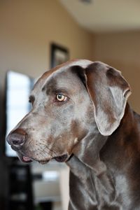 Close-up of a dog looking away