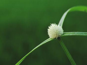 Close-up of white dandelion flower