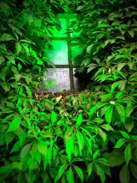 green