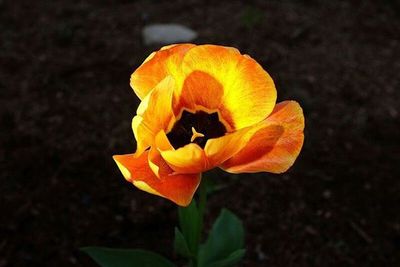 Close-up of orange flowers