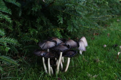 Close-up of mushrooms growing on grassy field