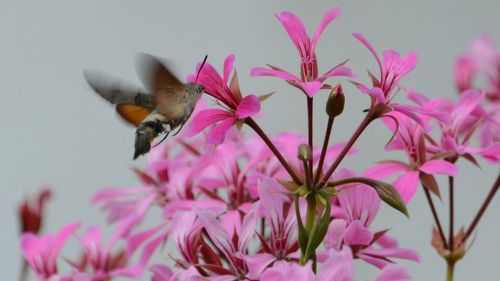 Close-up of butterfly pollinating on pink flower