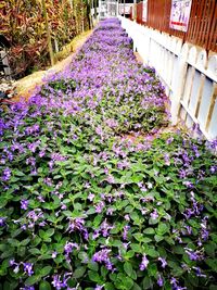 Purple flowers blooming outdoors