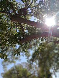 Low angle view of trees against sky