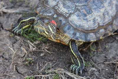 Close-up of a turtle on ground