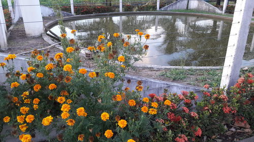 High angle view of plants growing in water