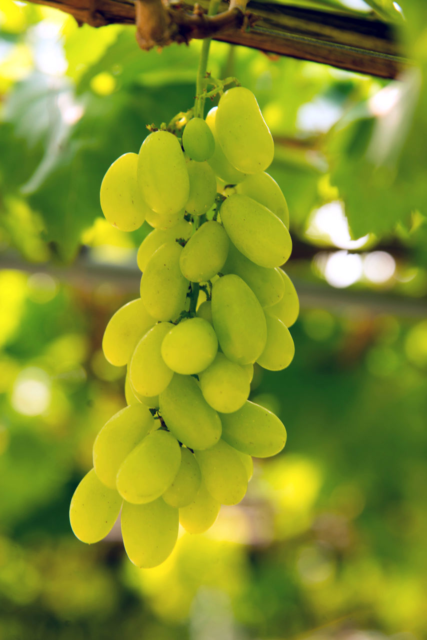 CLOSE-UP OF GRAPES GROWING ON PLANT