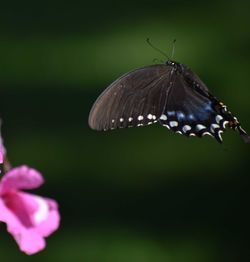 Close-up of butterfly pollinating on purple flower