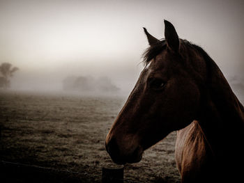 View of a horse on field