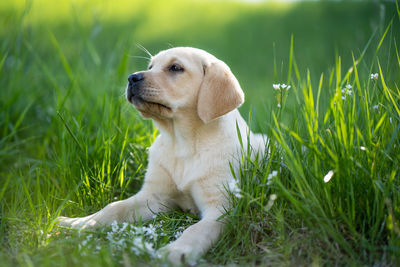 View of dog sitting on grass