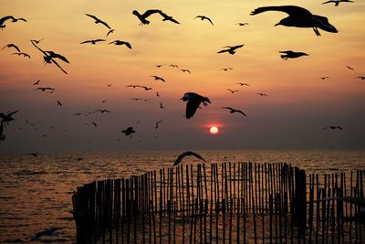 Silhouette birds flying over sea against sky during sunset