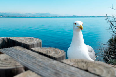 Seagull perching on wood against sea