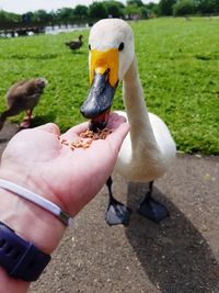 Mallard ducks on hand