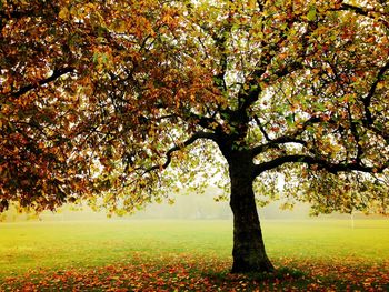 Trees on field