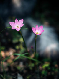 Close-up of pink cosmos flowers blooming outdoors