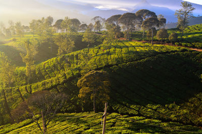 Scenic view of agricultural field against sky