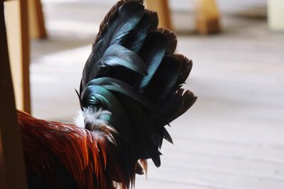 Close-up of a rooster