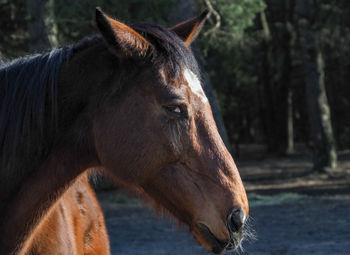 Close-up of a horse