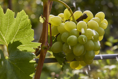 Close-up of grapes growing on tree