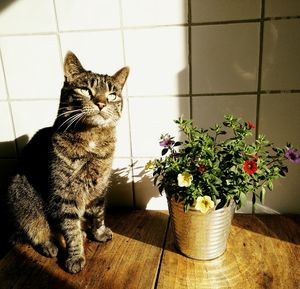 Cat sitting by flower pot on table against tiled wall