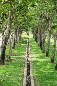 Footpath amidst trees in park