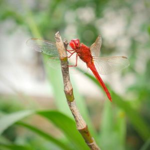 Close-up of dragonfly on plant