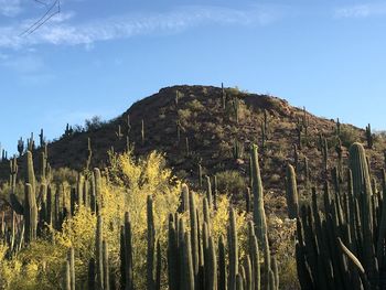 Low angle view of trees on mountain against sky