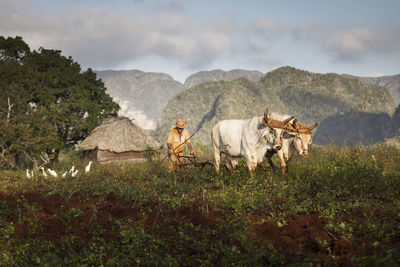 Cows standing in field