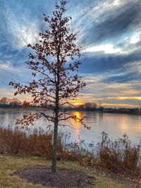 Tree by lake against sky during sunset