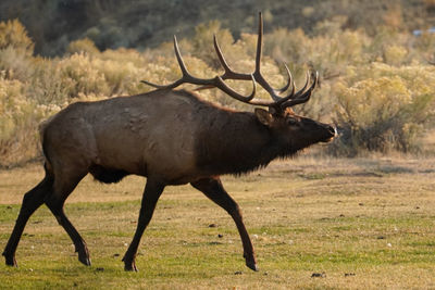 Bull elk during rut in yellowstone national park. montana.