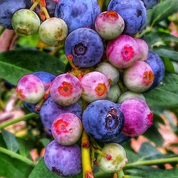 Close-up of fruits growing on tree