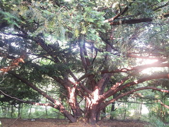Low angle view of sunlight streaming through tree in forest