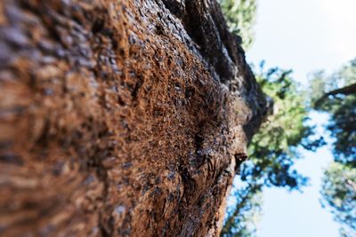 Close-up of lichen on tree trunk