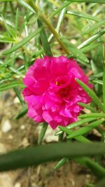 Close-up of pink flowers