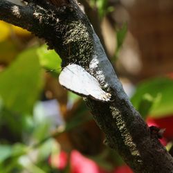 Close-up of insect on tree