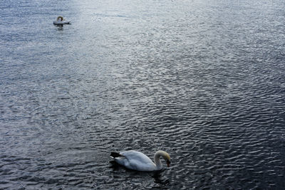High angle view of swan swimming in lake