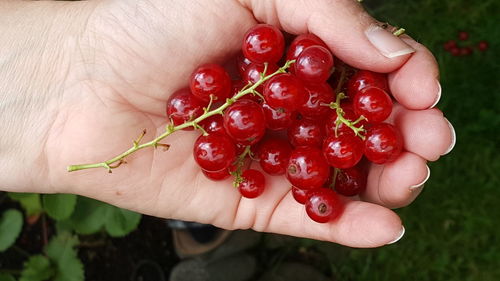 Close-up of hand holding strawberry