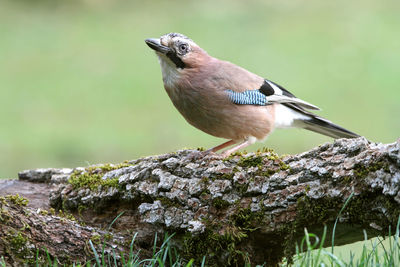 Close-up of bird perching on a tree