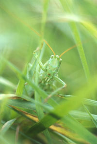 Close-up of insect on plant