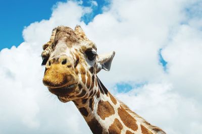 Low angle view of giraffe