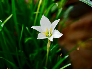 Close-up of white flowering plant