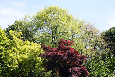 Low angle view of fruits on tree against sky