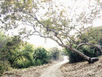 Footpath in forest