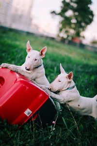 Dogs playing with pet carrier on grass