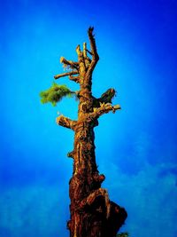Close-up of christmas tree against blue sky