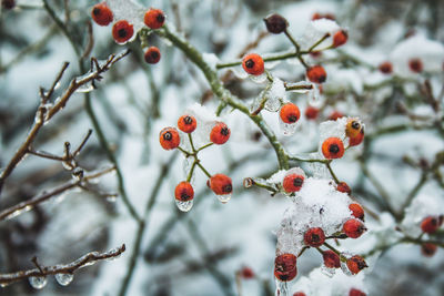 Close-up of berries on tree during winter