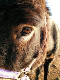 Close-up portrait of a cat