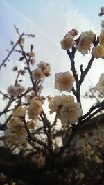 Low angle view of flowers against sky